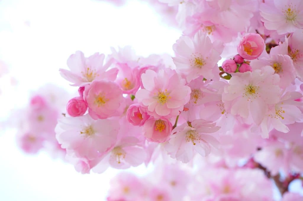桜色花師の尻奴隷 第③話