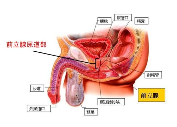 前立腺マッサージってなんで気持ちいいの?