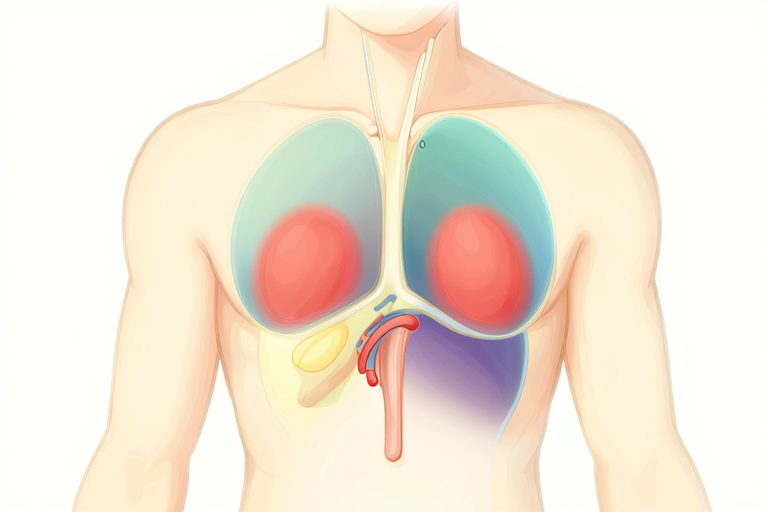 前立腺ゾーン構造と刺激のメカニズム