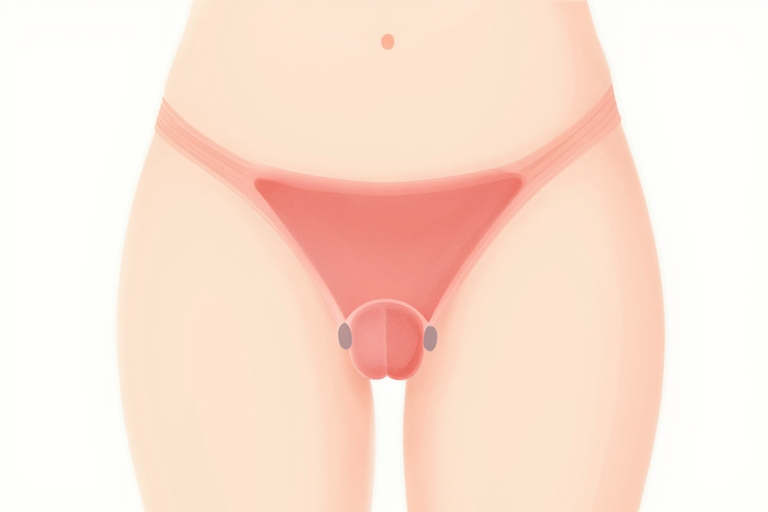 会陰の位置を示すシンプルなイラスト——睾丸とアナルの中間、蟻の門渡りの解剖図